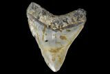 Fossil Megalodon Tooth - North Carolina #119433-2
